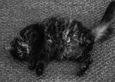 2834_33475892810_ec9bd92603_b_800_600_nofilter