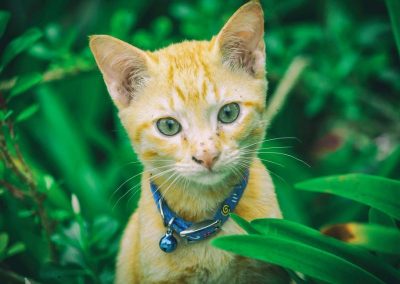 65535_40845344423_d055e8b915_b_800_600_nofilter