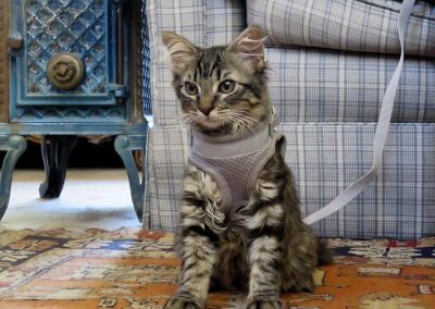 65535_48231555782_975cf5b212_c_800_600_nofilter