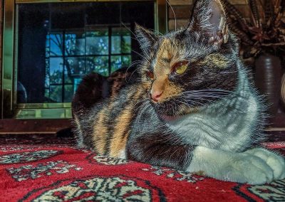 65535_48286847671_7de65e7d05_c_800_600_nofilter