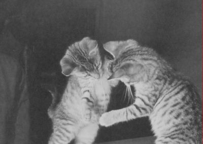 65535_48320399101_29bba059b1_h_800_600_nofilter