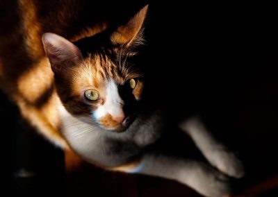 7818_33550913958_0e15906500_b_800_600_nofilter