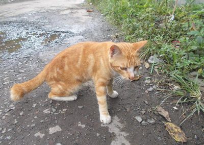 7849_40453194093_2ff0a32de5_c_800_600_nofilter