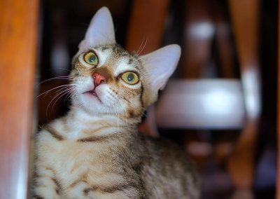 7895_33245677418_e0f8e2b936_c_800_600_nofilter