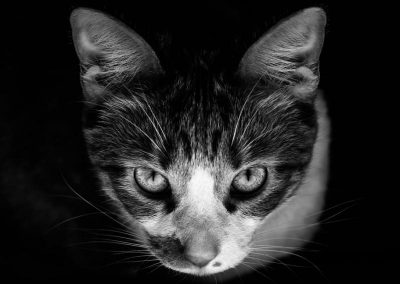 7906_40029783353_b930b9be35_b_800_600_nofilter